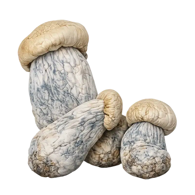 Albino Penis Envy wheat from organic farms