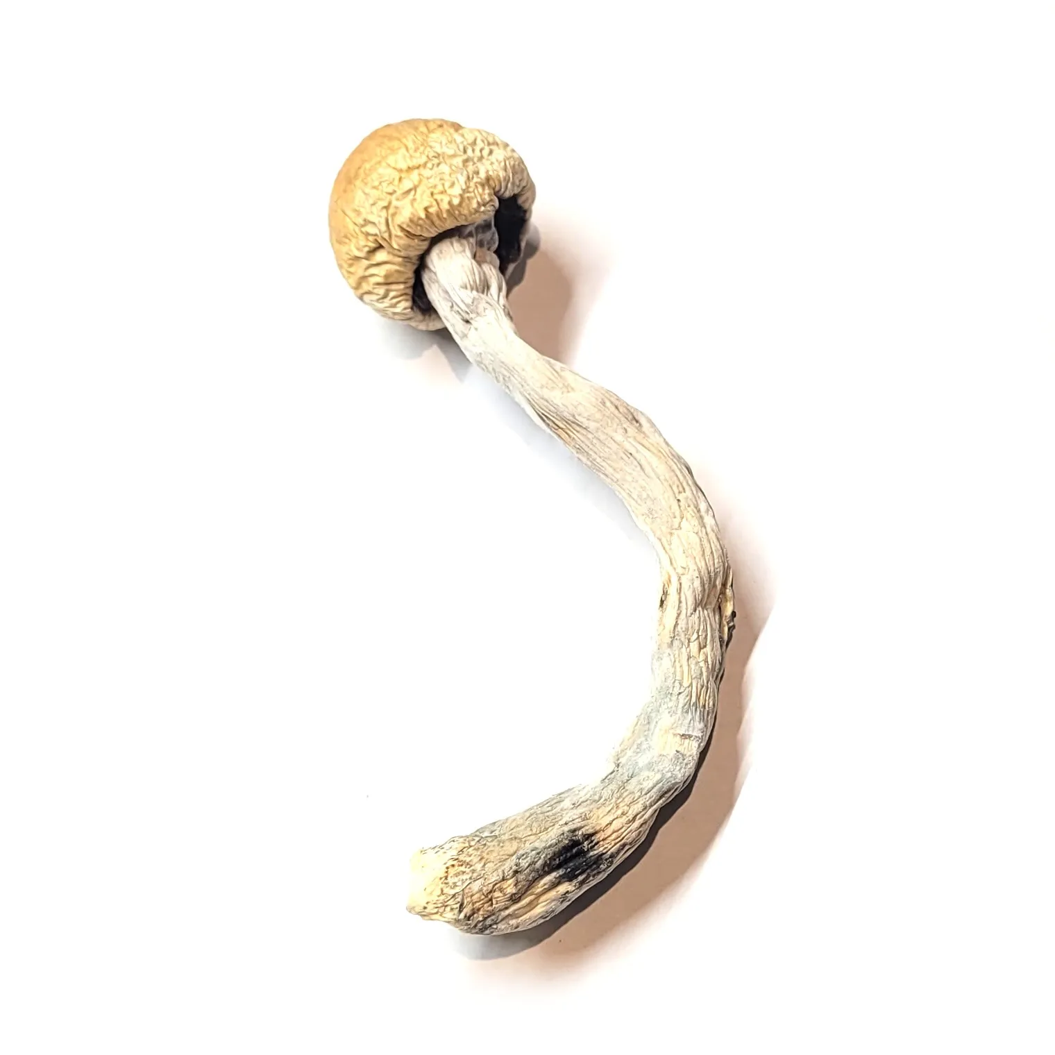 alacabenzi mushrooms alacabenzi mushrooms