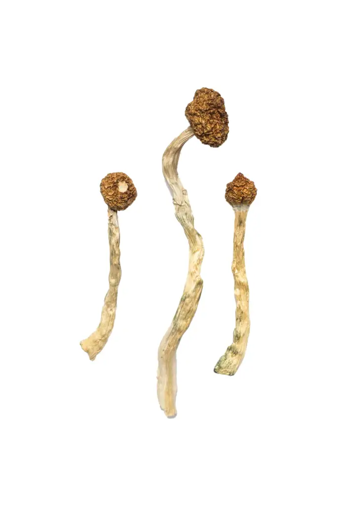 arenal volcano mushrooms