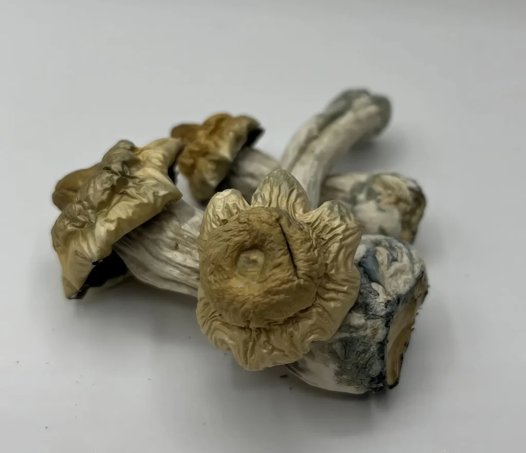 avalance mushrooms