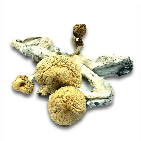 albino cambodian mushroom albino cambodian mushroom