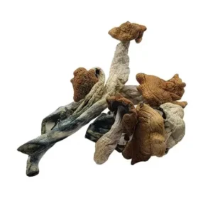 albino cambodian mushroom
