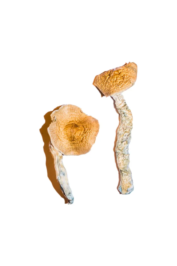 african transkei mushroom​