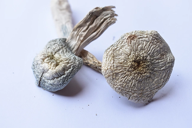 albino a+ mushrooms