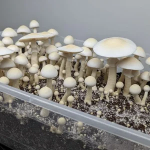 albino treasure coast | leucistic psilocybe cubensis spores & grow kits